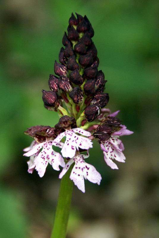 Unser Orchideenpark Bild Nr.025